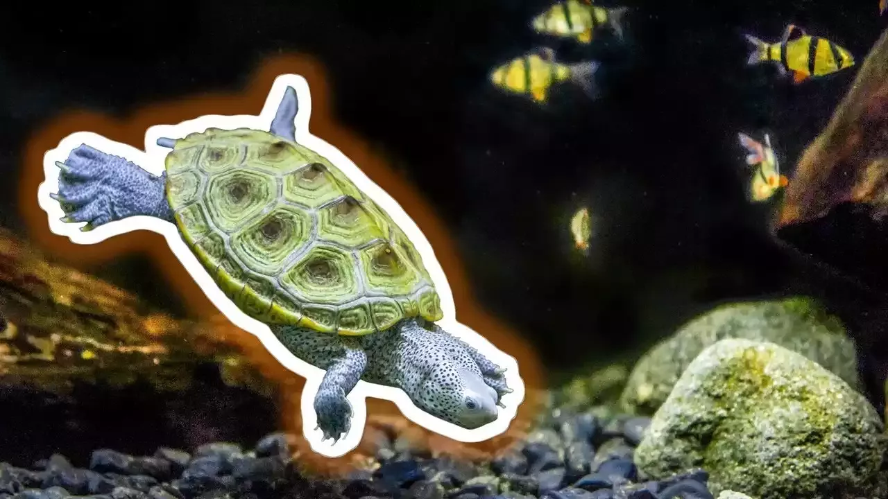 The Pea Puffer as an Aquatic Pet